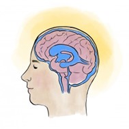 Ein Kopf mit Gehirn ist zu sehen. Um den Kopf herum leuchtet es.